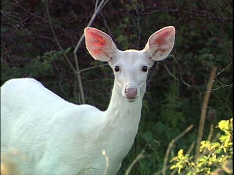 White Deer Betfair